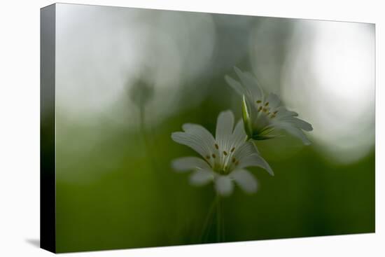 White Blossoms in the Spring-Falk Hermann-Premier Image Canvas