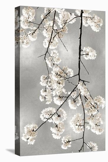 White Blossoms on Silver IV-Kate Bennett-Stretched Canvas