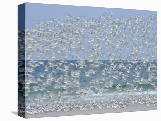 White Blur of Terns Taking Flight, Tierra Verde Key, Fort De Soto Park, Florida, USA-Arthur Morris-Premier Image Canvas