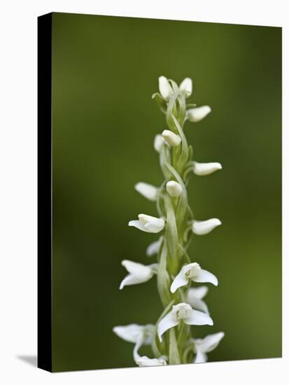 White Bog Orchid (Habenaria Dilatata), Waterton Lakes National Park, Alberta, Canada, North America-James Hager-Premier Image Canvas