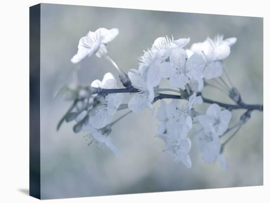 White Bouquet-Philippe Sainte-Laudy-Premier Image Canvas