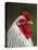 White Brahma Rooster, Gallus Gallus Domestic, Florida-Maresa Pryor-Premier Image Canvas