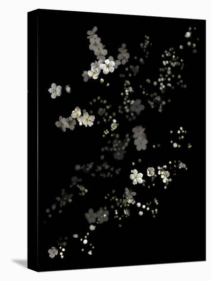 White Branches - White Plum Blossoms-Doris Mitsch-Premier Image Canvas