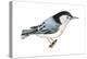 White-Breasted Nuthatch (Sitta Carolinensis), Birds-Encyclopaedia Britannica-Stretched Canvas