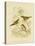 White-Breasted Zosterops or Norfolk White-Eye, 1891-Gracius Broinowski-Premier Image Canvas