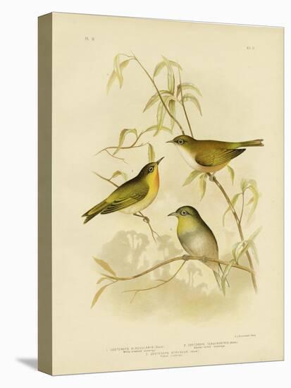 White-Breasted Zosterops or Norfolk White-Eye, 1891-Gracius Broinowski-Premier Image Canvas