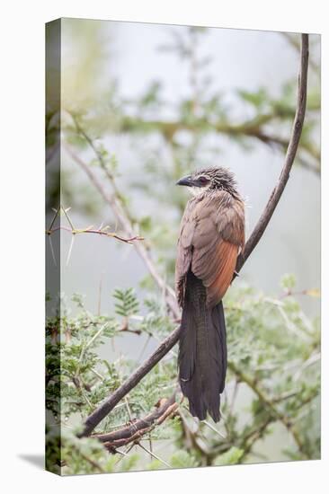 White-Browed Coucal Bird Sits Perched on Branch, Ngorongoro, Tanzania-James Heupel-Premier Image Canvas