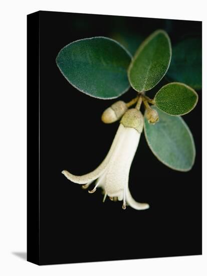 White bud with green leaves-Angela Drury-Premier Image Canvas