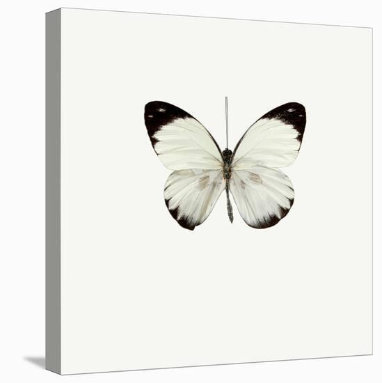 White Butterfly-PhotoINC-Premier Image Canvas