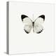 White Butterfly-PhotoINC-Premier Image Canvas