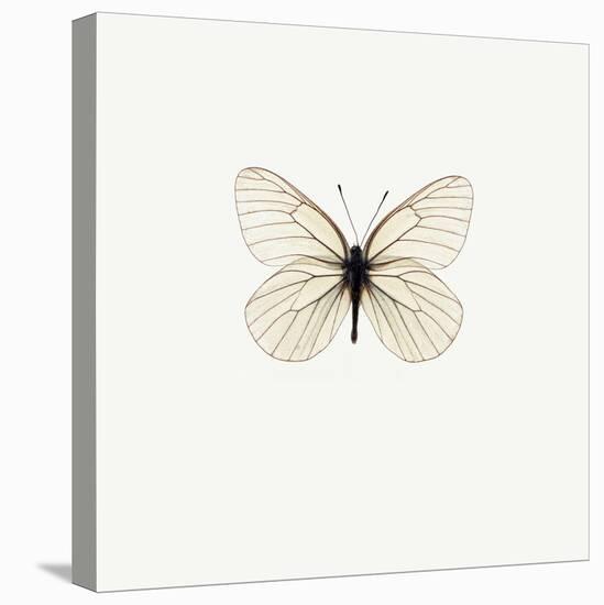 White Butterfly-PhotoINC-Premier Image Canvas