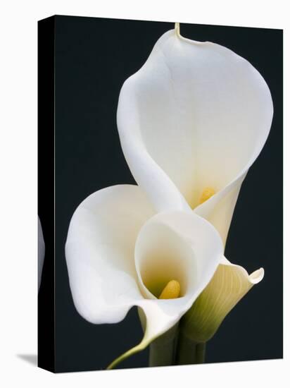 White Calla Lilies-Jamie & Judy Wild-Premier Image Canvas