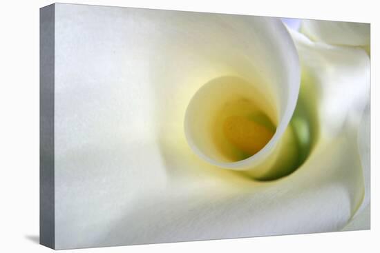 White Calla Lily Abstract-Anna Miller-Premier Image Canvas