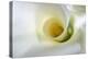 White Calla Lily Abstract-Anna Miller-Premier Image Canvas