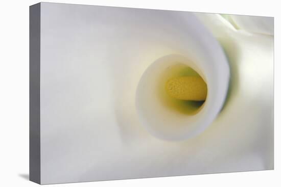 White Calla Lily Abstract-Anna Miller-Premier Image Canvas