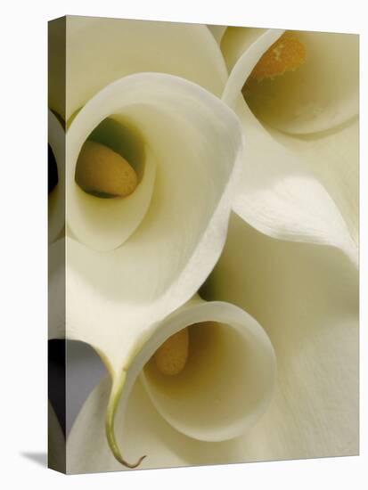 White Calla Lily Abstract-Anna Miller-Premier Image Canvas