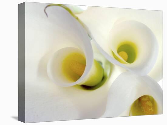 White Calla Lily Abstract-Anna Miller-Premier Image Canvas