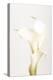 White Calla Lily No 3-1x Studio III-Premier Image Canvas