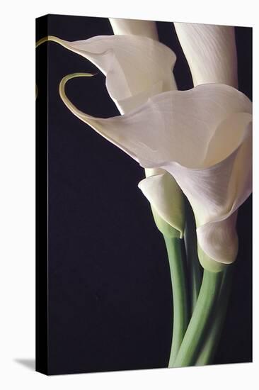 White Callas II-Monika Burkhart-Premier Image Canvas