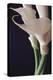 White Callas II-Monika Burkhart-Premier Image Canvas