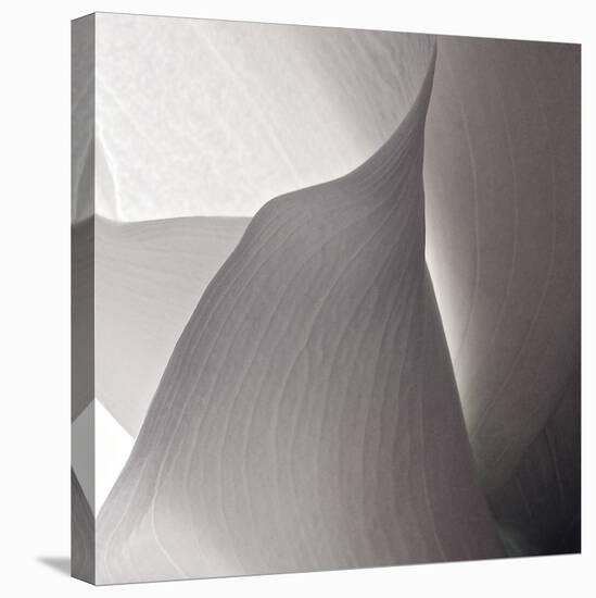 White Callas IV-Monika Burkhart-Premier Image Canvas