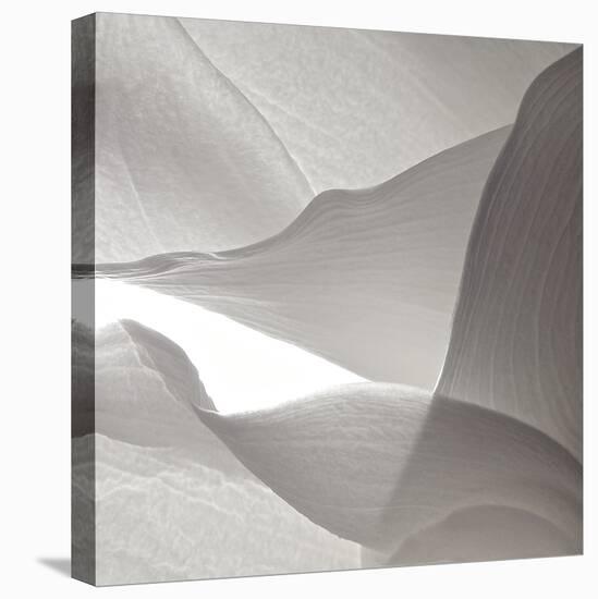 White Callas VI-Monika Burkhart-Premier Image Canvas