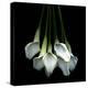 White Callas-Magda Indigo-Premier Image Canvas