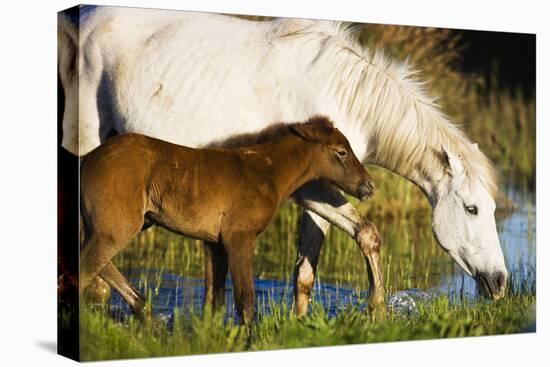 White Camargue Horse, Mother with Brown Foal, Camargue, France, April 2009-Allofs-Premier Image Canvas