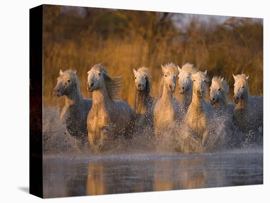 White Camargue Horse Running in Water, Provence, France-Jim Zuckerman-Premier Image Canvas