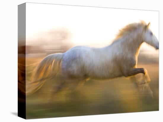 White Camargue Horse Running, Provence, France-Jim Zuckerman-Premier Image Canvas