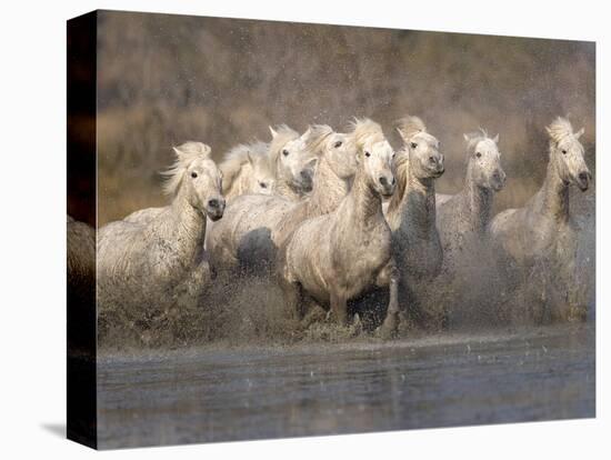 White Camargue Horses Running in Muddy Water, Provence, France-Jim Zuckerman-Premier Image Canvas
