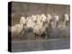 White Camargue Horses Running in Muddy Water, Provence, France-Jim Zuckerman-Premier Image Canvas