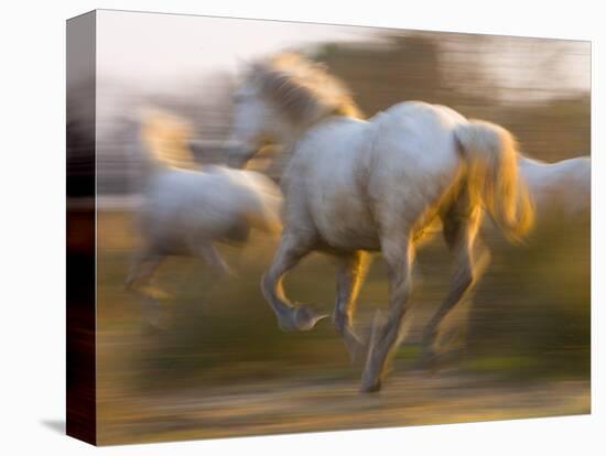 White Camargue Horses Running, Provence, France-Jim Zuckerman-Premier Image Canvas