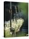 White Camomile in Garden-Joerg Lehmann-Premier Image Canvas