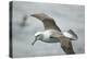 White-Capped, or Shy Albatross, in Flight-DLILLC-Premier Image Canvas