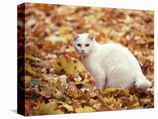 White Cat in Autumn Leaves-Rudi Von Briel-Premier Image Canvas