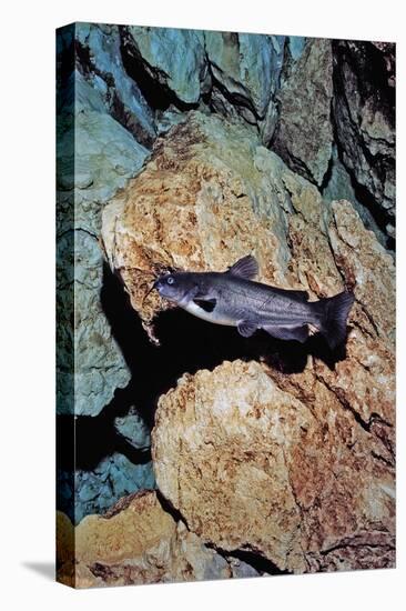 White Catfish (Ameiurus Catus), Crystal River, Florida, USA-Reinhard Dirscherl-Premier Image Canvas