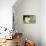 White Cats Watching Goldfish-Arthur Heyer-Premier Image Canvas displayed on a wall