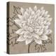 White Chalk Flower 1-Ariane Martine-Stretched Canvas