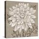 White Chalk Flower 2-Ariane Martine-Stretched Canvas