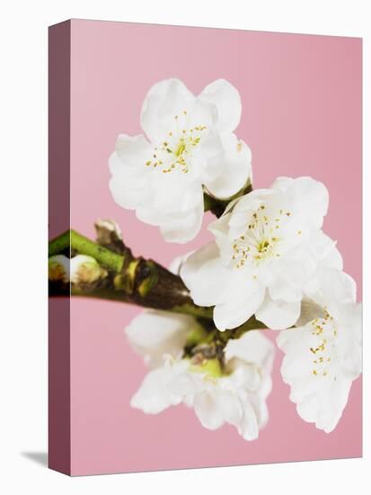 White cherry blossoms-Ada Summer-Premier Image Canvas