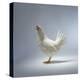 White Chicken-Luzia Ellert-Stretched Canvas