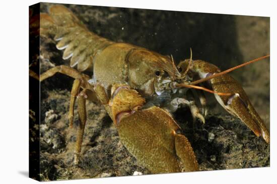 White Clawed Crayfish (Austropotamobius Pallipes) on River Bed, Viewed Underwater, River Leith, UK-Linda Pitkin-Premier Image Canvas