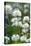 White Clover (Trifolium Repens) In Flower-Duncan Shaw-Premier Image Canvas