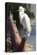 White Coastal Egret-Vivienne Dupont-Stretched Canvas