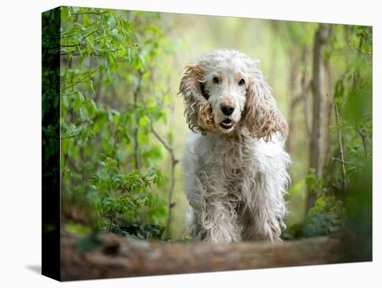 White cocker spaniel dog breed running in the woods towards the camera-Francesco Fanti-Premier Image Canvas