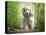 White cocker spaniel dog breed running in the woods towards the camera-Francesco Fanti-Premier Image Canvas