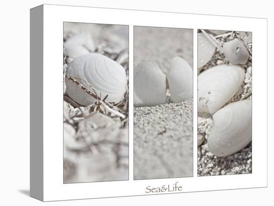 White Conches on the Beach-Uwe Merkel-Premier Image Canvas