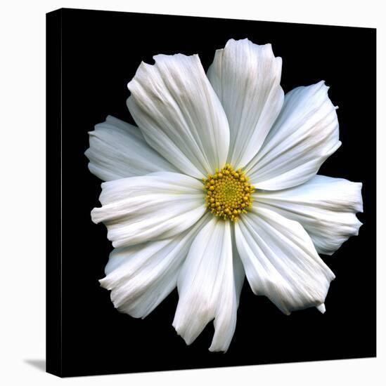 White Cosmos 3-Magda Indigo-Premier Image Canvas