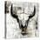 White Cowskull-null-Stretched Canvas